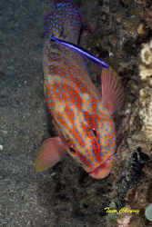 Grouper @ Dauin, Dumaguete by Taco Cheung 